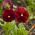 Taman bunga merah yang besar - 240 biji - Viola x wittrockiana  - benih
