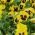 Penséer - gul - svart - 400 frön - Viola x wittrockiana