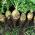Rutabaga, İsveçli, Neep "Seaside" - 3500 tohumlar - Brassica napus L. var. Napobrassica