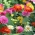 Home Garden - Dwarf common zinnia, ungdom och ålder "Pepito" - för inomhus och balkong odling - 60 frön - Zinnia elegans