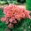 Vĩnh biệt "Mùa xuân vinh quang"; Godetia - 1350 hạt - Godetia grandiflora