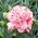 Dārza neļķe - Szabo - mix - 99 sēklas - Dianthus caryophyllus Chabaud
