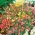 Linanthus杂种 -  370粒种子 - Leptosiphon hybrida - 種子