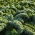 Kale "Rossignol" - 135 biji - Brassica oleracea L. var. sabellica L.
