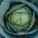 Кочанная капуста - Kalina - белый - 300 семена - Brassica oleracea convar. capitata var. alba