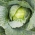 Varză albă "Prima recoltă" - 240 de semințe - Brassica oleracea convar. capitata var. alba