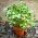 Brüksel lahanası tohumları - kahverengi hardal (Brassica juncea) - 12000 tohum - 