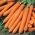 Havuç "Cidera" - konserveleri için üretilmiş Nantes tipi havuç - 2550 tohum - Daucus carota ssp. sativus  - tohumlar