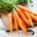Carrot "Flakkese 2 - Flacoro" - late variety - 4250 seeds