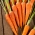 Morcovul "Rubrovitamina" - varietate medie timpurie, recomandat special pentru prelucrarea sucului -   Daucus carota - Rubrovitamina - semințe