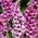 Κοινή σπόροι Foxglove - Digitalis purpurea - 1000 σπόροι