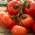 Tomat "Babinicz" - bidang, determinasi, varietas awal - Lycopersicon esculentum Mill  - biji