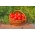 Поље парадајза "Денар" - чврсто воће у облику крушке - Lycopersicon esculentum Mill  - семе