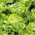 Butterhead salad 'Nawojka' - untuk penanaman pada musim bunga -  Lactuca sativa - Nawojka - benih