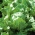 冰山莴苣“Olimp” - 经过处理的种子 -  990粒种子 - Lactuca sativa L. var. Capitata - 種子