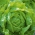 Salat Hoved - Rozalka - Lactuca sativa  - frø