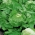خس ايسبرغ "طليعة 75" - أوراق زيتون خضراء - 425 بذرة - Lactuca sativa L.  - ابذرة