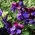 紫色甜豌豆种子 - 山L豆属odoratus  -  36种子 - Lathyrus odoratus - 種子