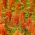 Blood amaranth "Bronze"; Paarse amarant, rode amarant, prinses, Mexicaanse amarant - 700 zaden - 