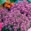 Alyssum merah muda manis, Alison manis - 1750 biji - Lobularia maritima