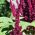 Фіолетовий амарант, перо князя - Amaranthus paniculatus - 1500 насіння