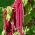 Amaranth "Kalejdoskop Barw" - تشكيلة متعددة الألوان من الأصناف - 700 بذرة - Amaranthus sp. - ابذرة