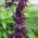 Sage ungu merah tua, sage tropis - 84 biji - Salvia splendens
