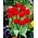 Tulipa Abba - pacote de 5 peças