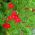 Червона ранкова слава, Redstar - 38 насіння - Ipomea pennata