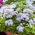 ดอกไม้สีขาว - น้ำเงิน bluemink, blueweed, เท้าหี, พู่กันเม็กซิกัน - 1,400 เมล็ด - 1440 เมล็ด - Ageratum houstonianum