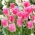 Tulipa Fancy Frills - Tulip Fancy Frills - 5 ดวง