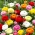Ranunculus – colour selection – large pack! – 100 pcs; buttercups spearworts, water crowfoots