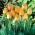 Tulipa Daydream - Tulpe Daydream - 5 Zwiebeln