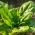 بیو - اسفناج "Winterreuzen" - گواهی دانه های گواهی شده - 800 دانه - Spinacia oleracea L.