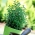 Home Garden - origano - per coltivazioni indoor e balconate - Origanum vulgare - semi