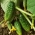 Cucumber "Wisconsin SMR 58", pickling variety - TREATED SEEDS - 250 seeds