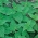 Крапи́ва двудо́мная - 700 семена - Urtica dioica