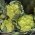 Lillkapsas - Verde di Macerata - 54 seemned - Brassica oleracea L. var.botrytis L.