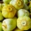 Zitronengurke  'Citron' - die gelbe, Freilandgurke