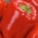 コショウ "Trapez"  - 大きな実を生む赤い品種 - Capsicum L. - シーズ