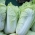 Couve - chinesa - Pacifiko F1 - 20 sementes - Brassica pekinensis Rupr.