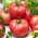 トマト「Zorza Torunska」 - 非常に早い時期、ラズベリー、多肉多様 -  200粒 - Lycopersicon esculentum Mill  - シーズ