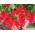 Šarlatová šalvěj "Piccolo" - odrůda s nízkým růstem a červené květy; tropický šalvěj - 