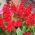 car色のセージ「ピッコロ」-低成長の赤い花の品種。トロピカルセージ - 