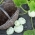 Патишки скуош "Закваска Бяла" - 24 семена - Cucurbita pepo var. patisoniana