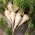 Peteršilj "Hanacka" - pozna sorta - Petroselinum crispum  - semena