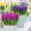 Purple–flowered hyacinth set – 27 pcs