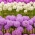 Lilla og hvitblomstret høyt ornamental hvitløksett - 10 stk - 
