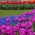 Rangkaian eceng gondok Tulip dan anggur - ungu, merah, tulip oranye, dan eceng gondok biru - 50 pcs - 