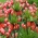 Narančasta kruna carskog i crveno-bijelog tulipana - 18 kom